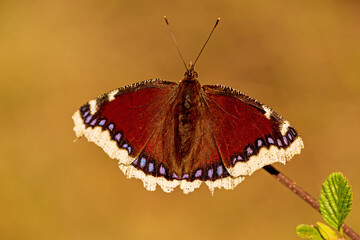 Trauermantel - Schmetterling - Falter 