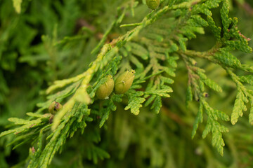 Green cypress buds on a green fluffy branch