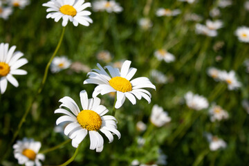 Fototapeta premium daisies in a field