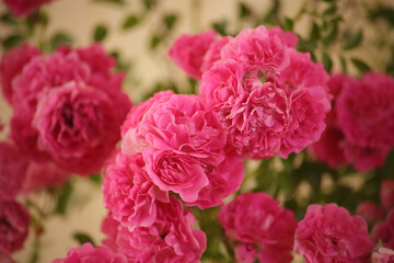 summer morning with the scent of roses and tea with milk