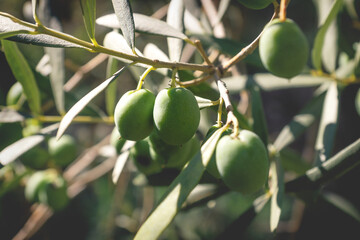 Selective focus on riping olives on tree with blurred fruits and leaves