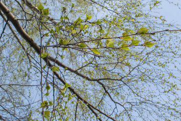 Young green leaves on branches against the sky