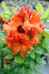 Rhododendron à fleurs oranges