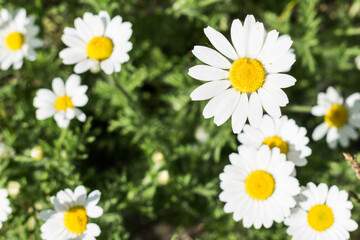White daisies in a clearing in the park summer day
