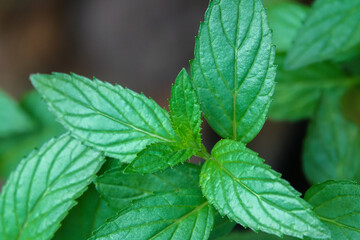 Chocolate Mint Plant © Chee