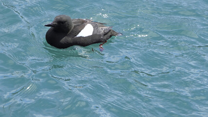 Black guillemot swimming the Irish Sea