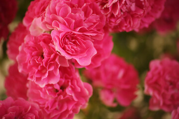 summer morning with the scent of roses and tea with milk