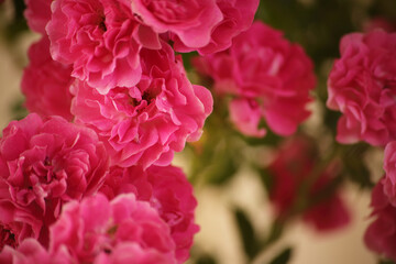 Obraz premium summer morning with the scent of roses and tea with milk