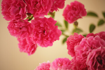 Fototapeta premium summer morning with the scent of roses and tea with milk