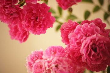 summer morning with the scent of roses and tea with milk