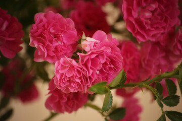 summer morning with the scent of roses and tea with milk