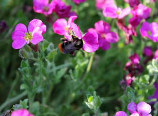 Aubriète et bourdon