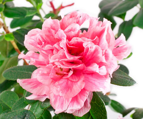 Pink rose flower on a white background.