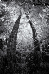 Trees in the wood in infrared 