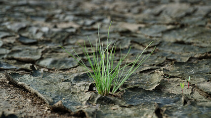 Grass that grows on dry planets and cracked land in summer