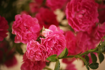 summer morning with the scent of roses and tea with milk