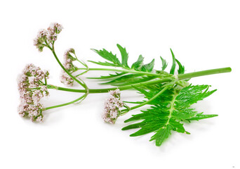 Valerian herb flower with leaves isolated on a white background.