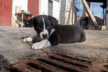dog on the porch