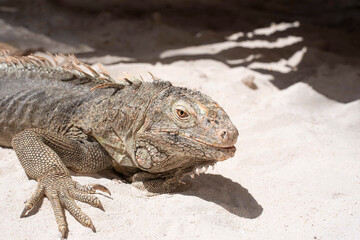 Gray green iguana.