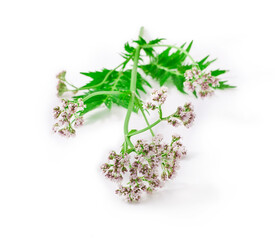 Valerian herb flower with leaves isolated on a white background.