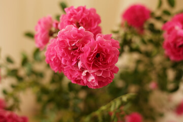 summer morning with the scent of roses and tea with milk