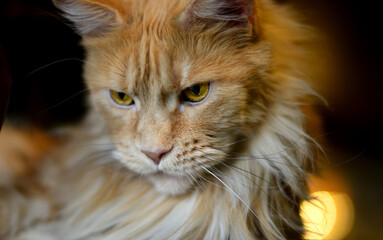 Red Maine Coon cat. Portrait of a domestic red Maine Coon kitten. 