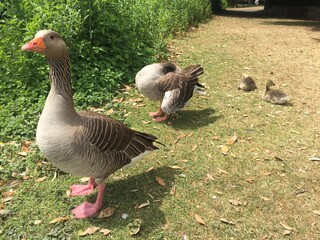 goose on the grass