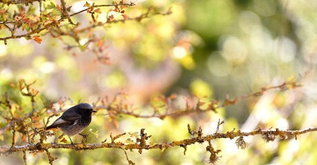 Redstart blight in a branch