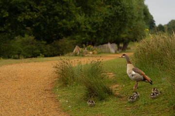 Fototapeta premium goose n the grass by the road