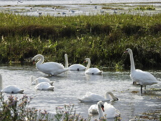 The lagoon and white swans