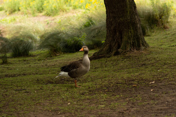 wild goose in the grass