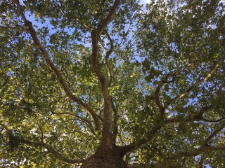 tree and sky