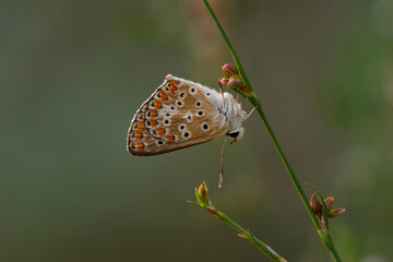 Macro shots, Beautiful nature scene. Closeup beautiful butterfly sitting on the flower in a summer garden.

