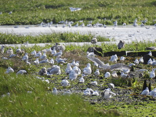 The lagoon and numerous birds