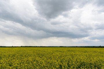 Rapeseed field in the rainy day, Blooming canola flowers panorama. Rape on the field in summer at cloudy.
