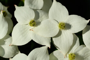 Close-up of white flowers of a tree Cornus kousa in spring - Powered by Adobe