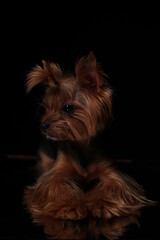 yorkshire terrier puppy