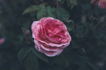 pink rose in the garden