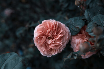 red anemone flower