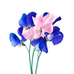 Pink and blue sweet pea flowers isolated on a white background.