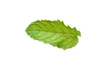 A single mint leaf isolated white