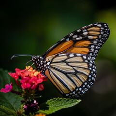 Closeup of butterfly on flowers