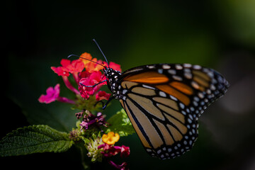 Fototapeta na wymiar Closeup of butterfly on flowers