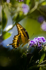 butterfly on flower