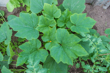 Pumpkin seedlings in the garden. Vegetables are growing in the greenhouse