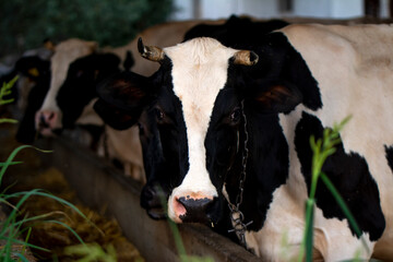 Obraz na płótnie Canvas Happy dairy cow - Sock İmage