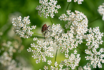Black and red bug Graphosoma lineatum on white flowers.