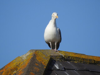 Seagull on the roof