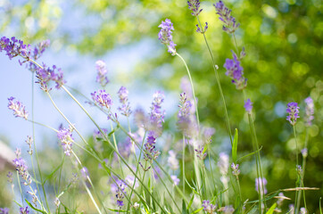 Gentle purple lavender flowers grow on the field outdoors for a bouquet