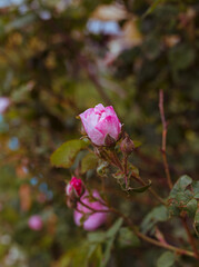 pink rose in the rain